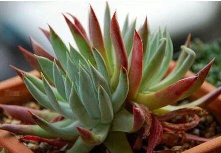 仙女杯的养殖方法