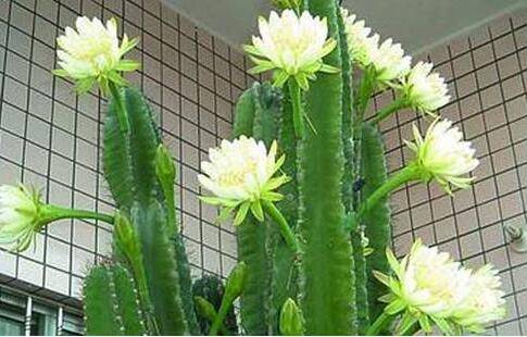 懒人盆栽龙骨花该怎么养