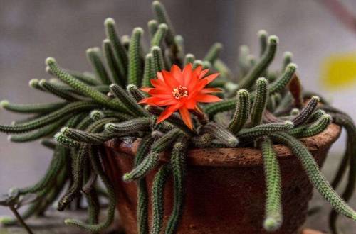 1558261598279749.jpg 仙人指快速开花、多开花养护技巧