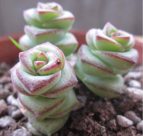 教你怎么养出好看的串钱景天