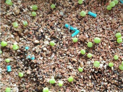 播种多肉小苗的移栽方法