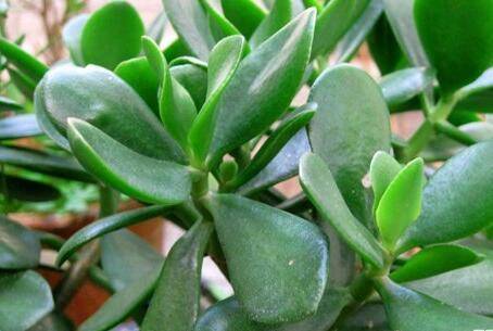 燕子掌的养护要点和注意事项