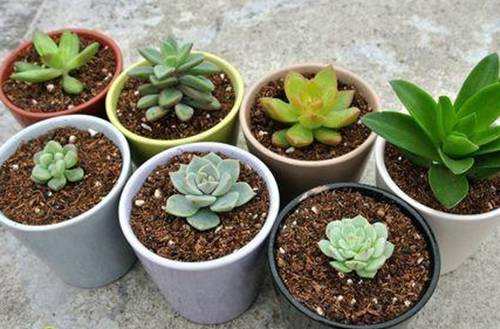 1514945801140722.jpg 多肉植物初春必看浇水方法