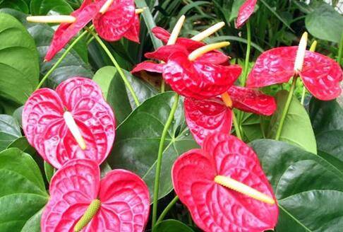 水培红掌不开花的养护解决方法