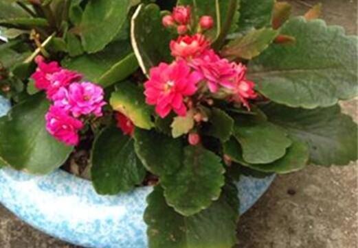 长寿花叶子软趴趴的怎么挽救