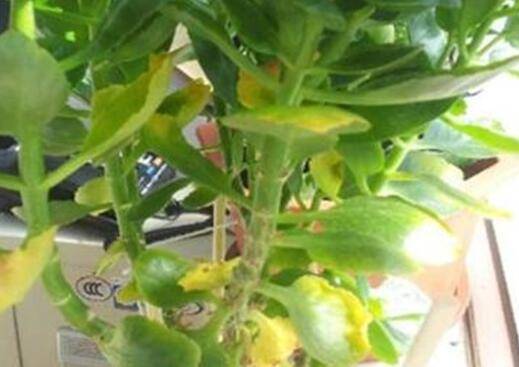 长寿花叶子软趴趴的怎么挽救