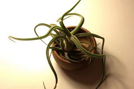 空气凤梨叶尖干枯怎么办