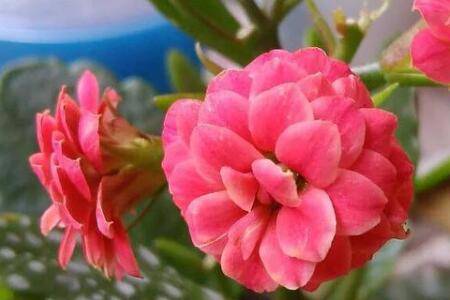 长寿花的6月养护技巧