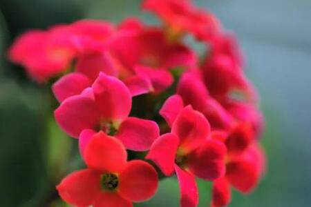 长寿花的6月养护技巧