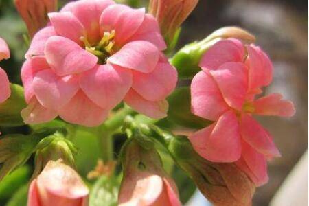 长寿花的6月养护技巧