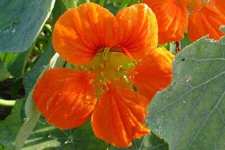 金莲花花稀色淡怎么养叶绿花大