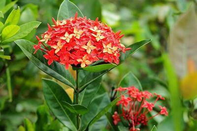 龙船花的修剪方法