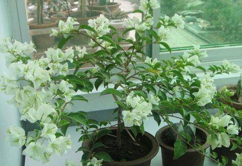 三角梅什么时候剪枝最好、一年修剪几次好