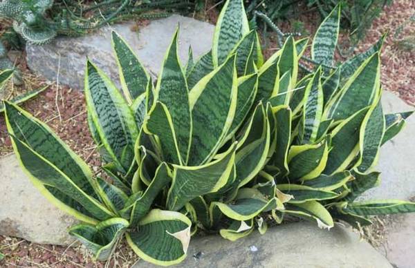 金边虎尾兰的养殖方法和注意事项