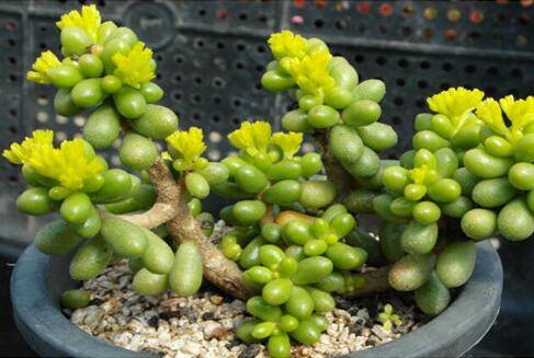 绿龟之卵的繁殖与养护方法