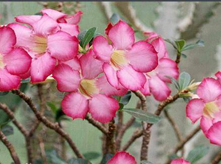 怎样辨别沙漠玫瑰有没有服盆