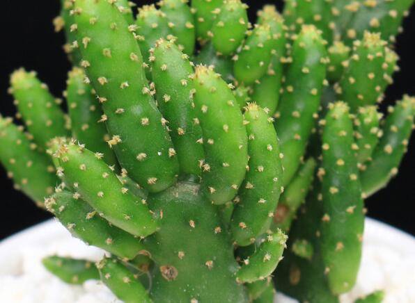 姬珊瑚怎么修剪