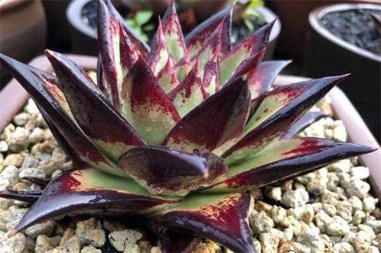 乌木多肉养三年会长多大?几个关键养护要点介绍