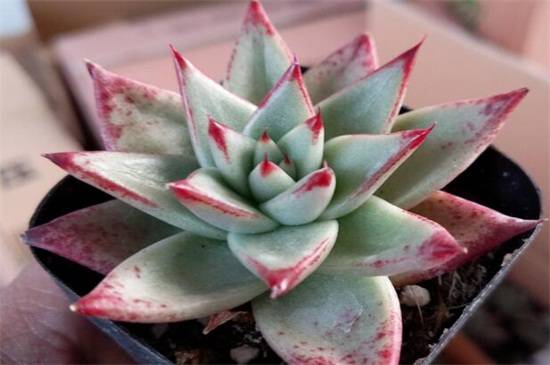 乌木多肉养三年会长多大?几个关键养护要点介绍