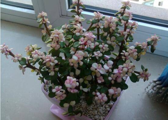 金枝玉叶变红的秘密:金枝玉叶怎么养叶子才变红