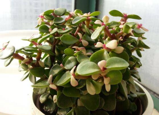 金枝玉叶变红的秘密:金枝玉叶怎么养叶子才变红