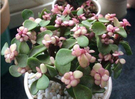 金枝玉叶变红的秘密:金枝玉叶怎么养叶子才变红