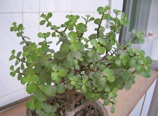 金枝玉叶变红的秘密:金枝玉叶怎么养叶子才变红