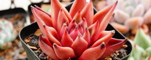 血罗多肉怎么养?5点养护要点很关键