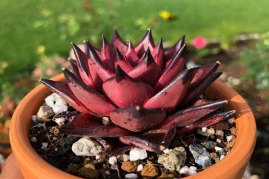 血罗多肉怎么养?5点养护要点很关键