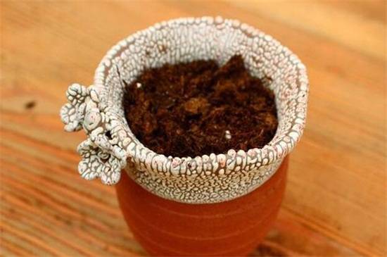 多肉怎么换盆?多肉植物换盆方法