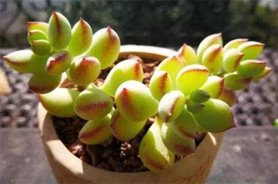 达摩福娘怎么养?达摩福娘的养殖方法及注意事项