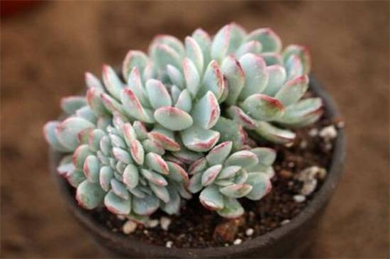 莎莎女王多肉好养吗?莎莎女王的养护技巧