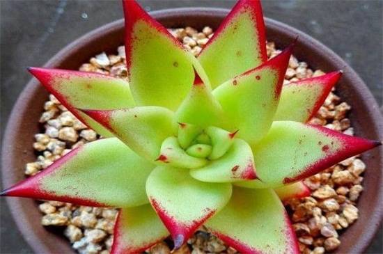 多肉植物怎么养长得快