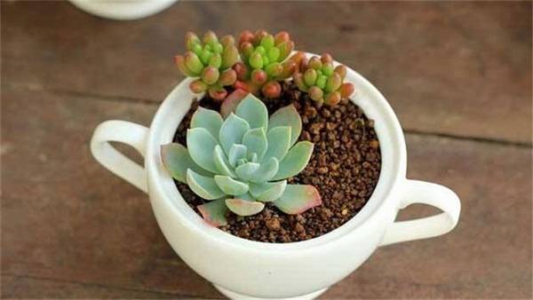 多肉植物怎么养长得快