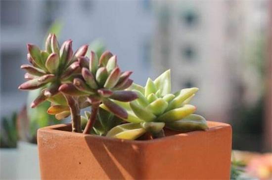 多肉植物怎么养长得快