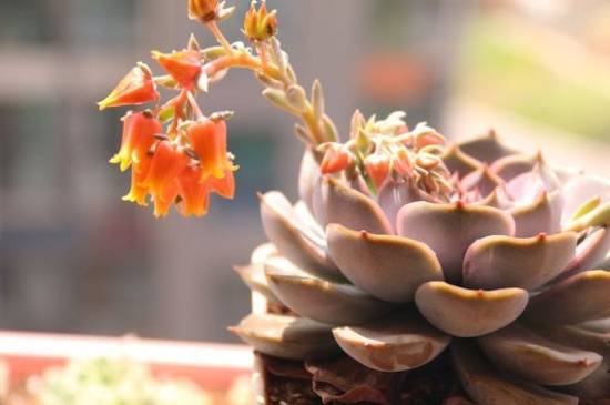 多肉花剑 多肉花剑是什么?多肉的花剑需要剪掉吗