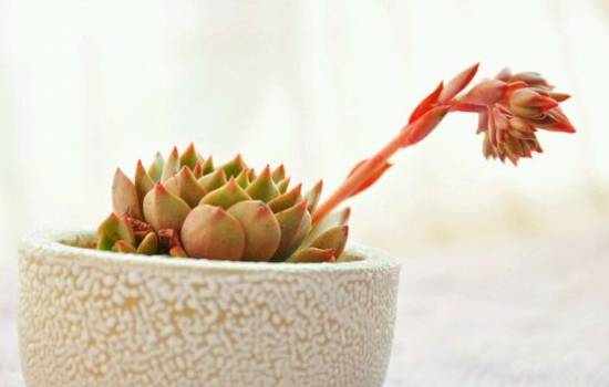 多肉花剑 多肉花剑是什么?多肉的花剑需要剪掉吗