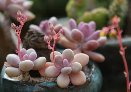 多肉花剑 多肉花剑是什么?多肉的花剑需要剪掉吗