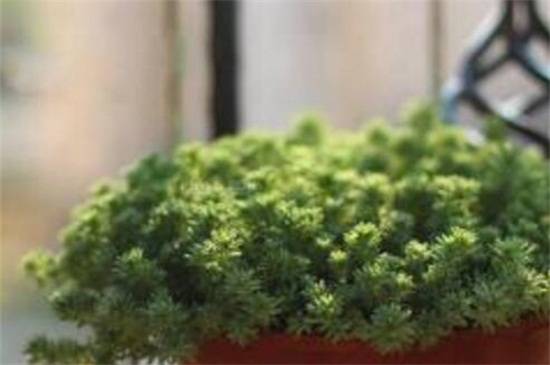 薄雪万年草的养殖方法和注意事项