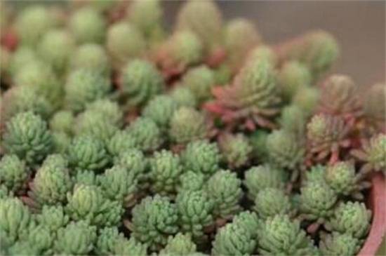 薄雪万年草的养殖方法和注意事项