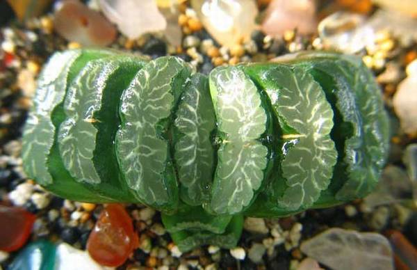 如何养好多肉玉扇 玉扇的养殖与繁殖方法