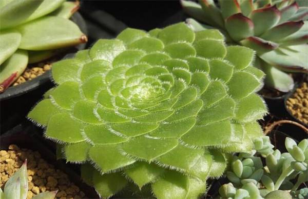 多肉植物摊大饼原因及解决方法