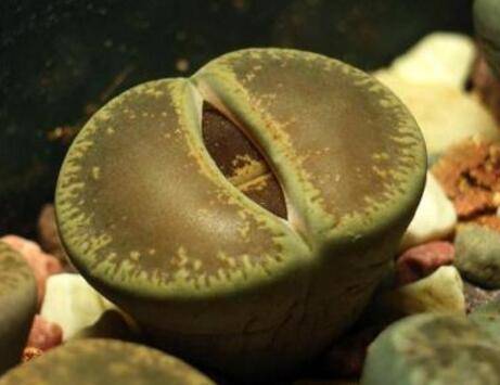 生石花什么时候开始蜕皮 生石花蜕皮时间