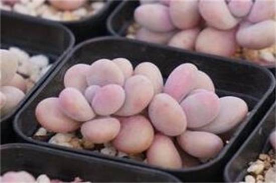 多肉桃蛋怎么养爆盆 桃蛋养殖方法和注意事项