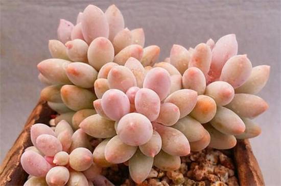 多肉桃蛋怎么养爆盆 桃蛋养殖方法和注意事项