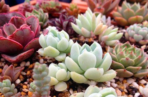 1554889435921267.jpg 景天多肉植物的正确养护技巧