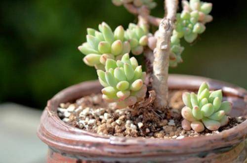 1554889443450930.jpg 景天多肉植物的正确养护技巧