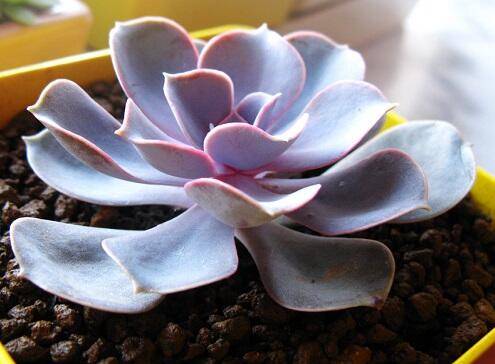 紫珍珠叶子变软原因及补救方法