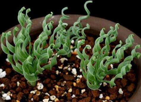 盆栽弹簧草日常养护方法