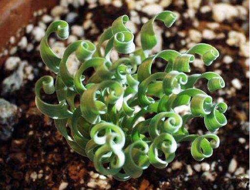 盆栽弹簧草日常养护方法